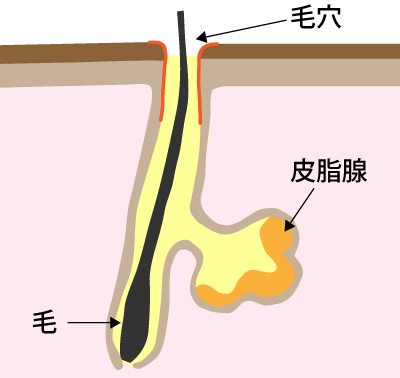 皮脂腺と毛穴の位置関係図