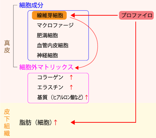 プロファイロの作用機序の図