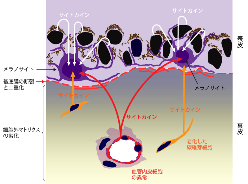 肝斑出現のメカニズム図（サイトカイン）