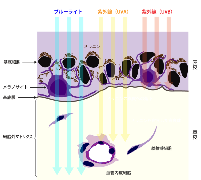 肝斑出現のメカニズム図（紫外線、ブルーライトによる影響）