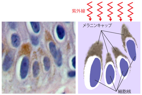皮膚の基底細胞層の病理写真