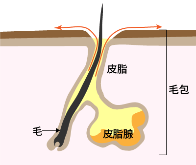 脂腺と毛包の関係図