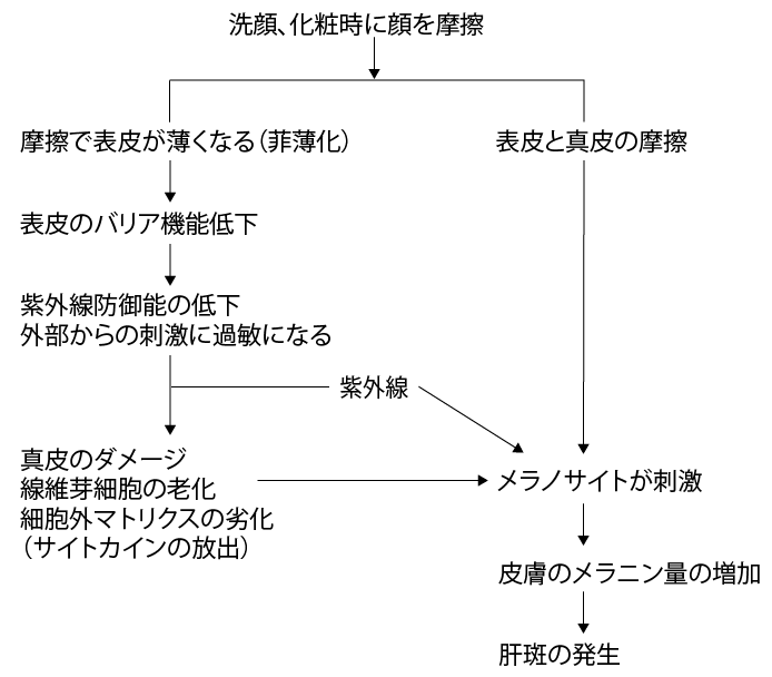 肝斑出現のメカニズム図