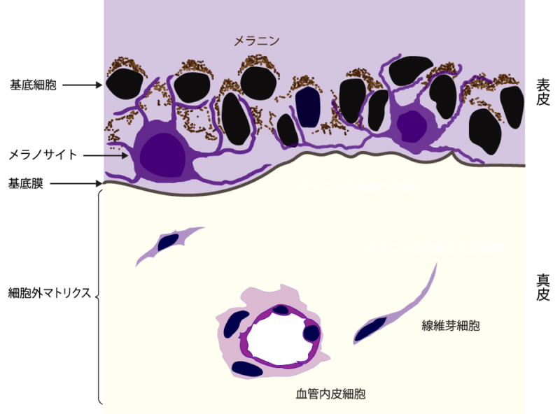 肝斑出現のメカニズム図 正常(肝斑のない)皮膚の状態