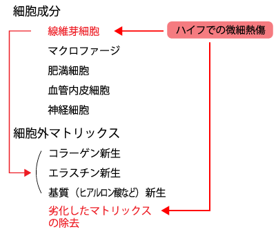 HIFUの効果出現メカニズム