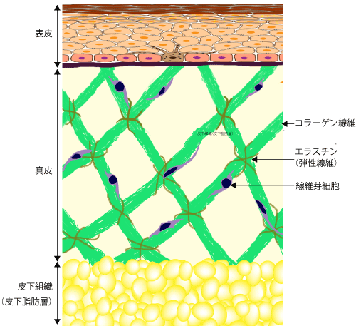 真皮と皮下組織(皮下脂肪層)の構造