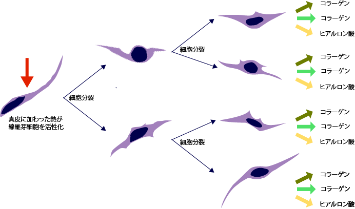 加熱することで真皮では何がおこっているか
