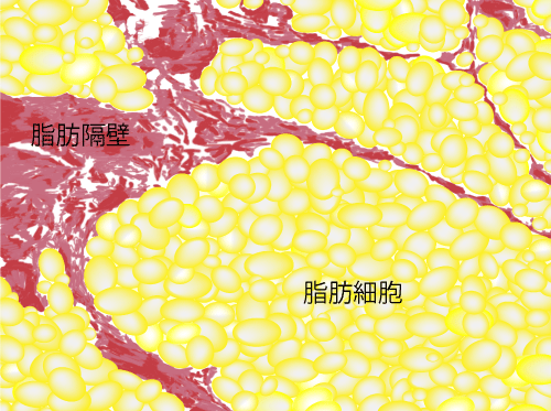 皮下脂肪層(浅層脂肪) の顕微鏡像のスケッチ