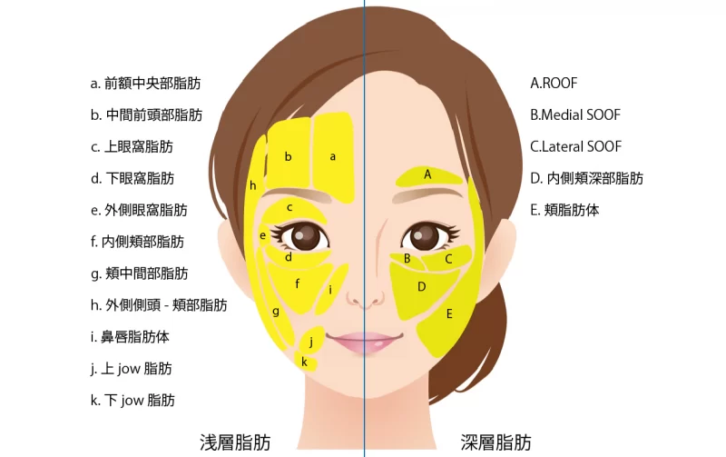 顔面の浅層脂肪と深層脂肪の分布図