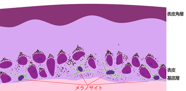 正常の表皮の様子