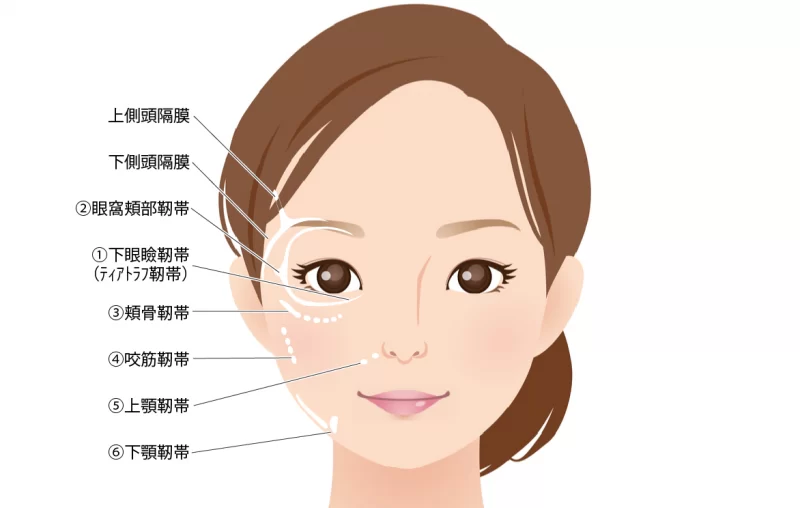 顔面の靭帯の分布図