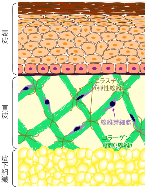 皮膚組織の構造