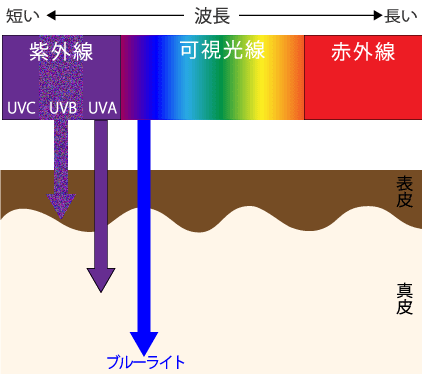紫外線(UVB、UVA)とブルーライトの皮膚への深達度.