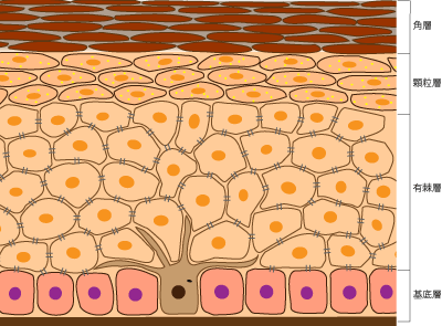 表皮の構造の図
