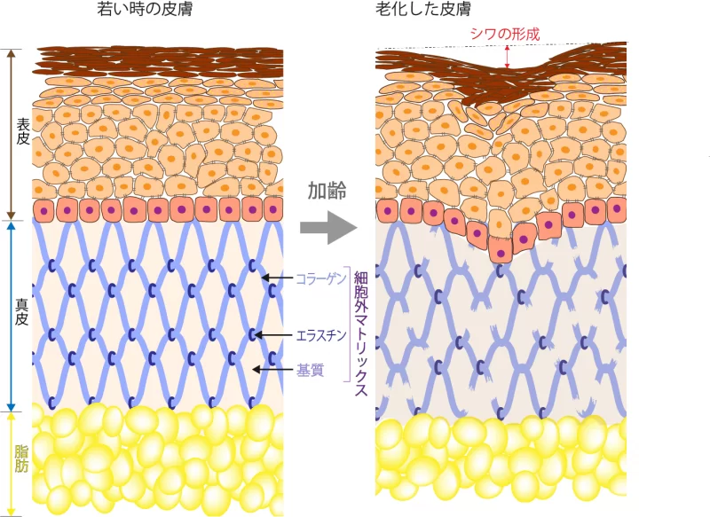 加齢による細胞外マトリックスの変化
