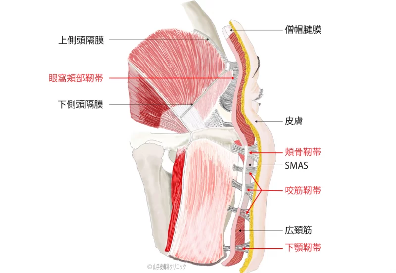支持靭帯の解剖図