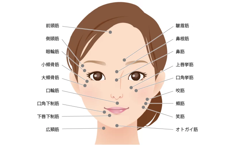 顔面の筋肉の分布図