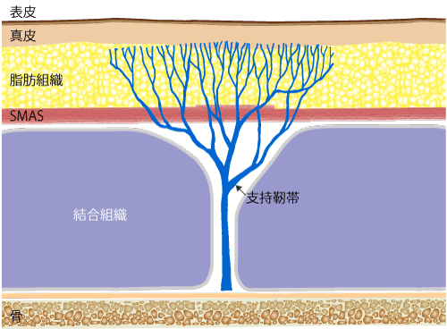顔の組織の模式図