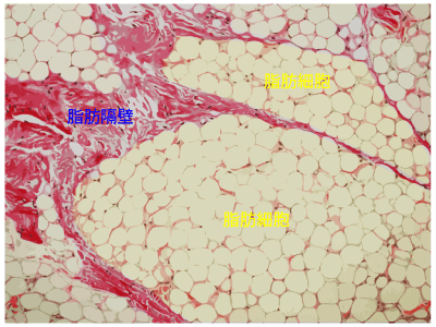 脂肪組織のイラスト