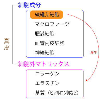真皮の構成成分